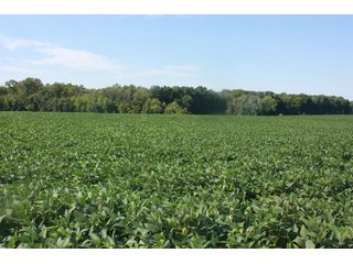 Property photo 5 - 130 Acres with 110 Acres Very Productive Land